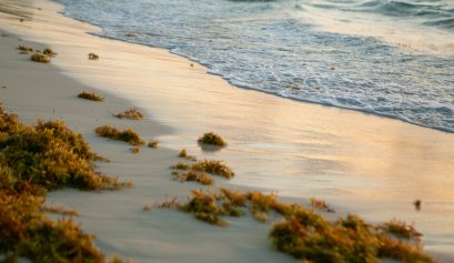 Sargassum in Beaches